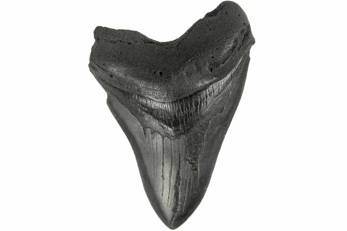 Fossil Megalodon Tooth - South Carolina #186054